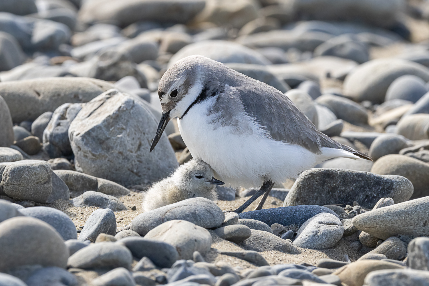 Plea for 4WDers to keep off riverbeds | Waimakariri District Council