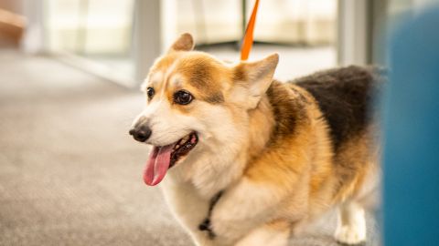 Corgi is Crowned Dog of the District 
